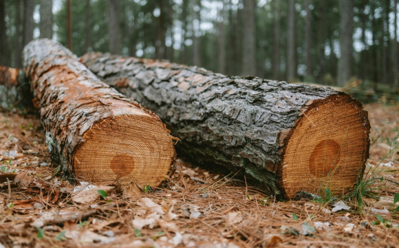 Чи можна забирати на дрова повалені в лісі дерева