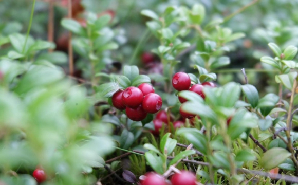 Для яких справ 3 листопада буде вдалим днем