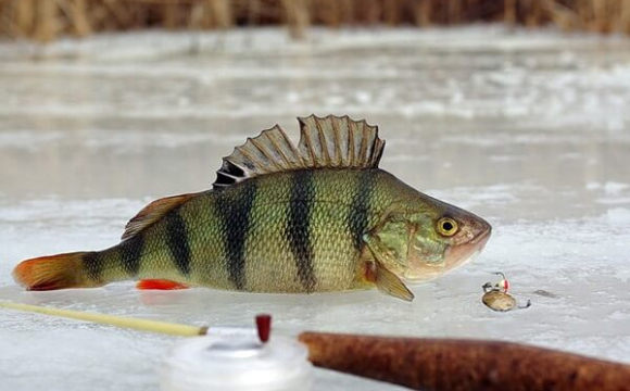 Чоловік зловив гігантського окуня 