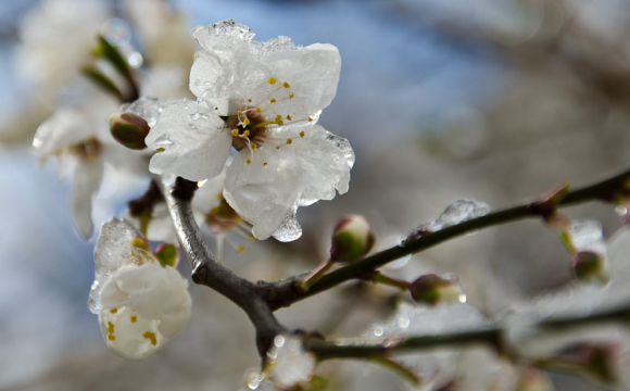 Весняні заморозки на Волині пошкодили сади: урожай під загрозою