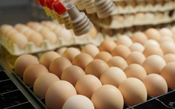 Європа масово скуповує українські яйця