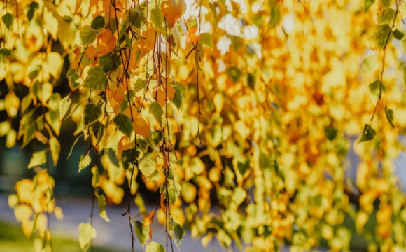 Яке свято відзначають українці 6 вересня: народні прикмети і традиції