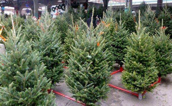 Українці дедалі рідше купують живі ялинки: ринок продовжує падати