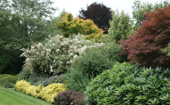 П'ять кущів біля дому, які приносять щастя та захищають від негативу