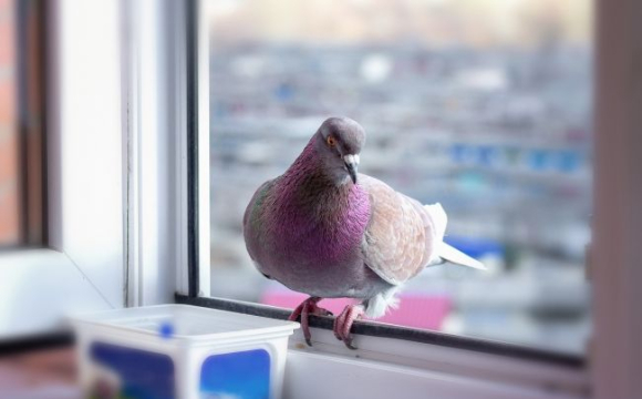 Що означає, якщо до вікна прилетів голуб: не ігноруйте ці прикмети