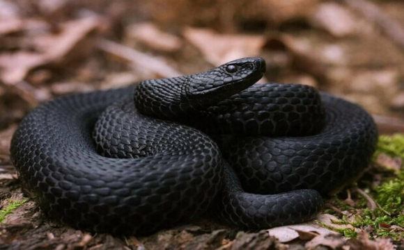 У Львівській області змії покусали людей, їх госпіталізували