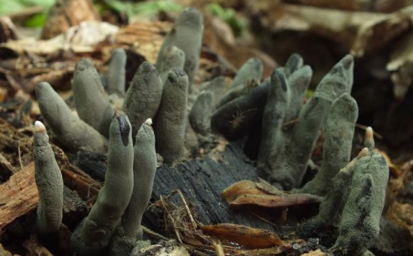 У лісі на заході України жінка знайшла «пальці мерця»