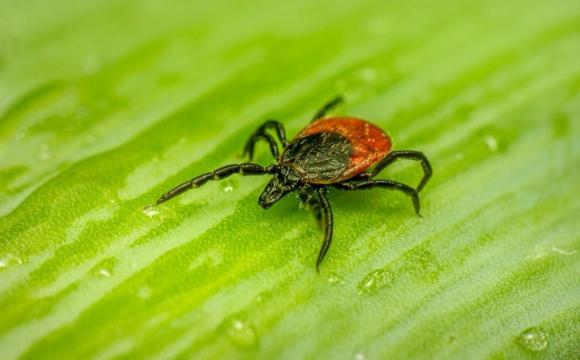На Волині різко зросла активність кліщів: люди масово звертаються до лікарень