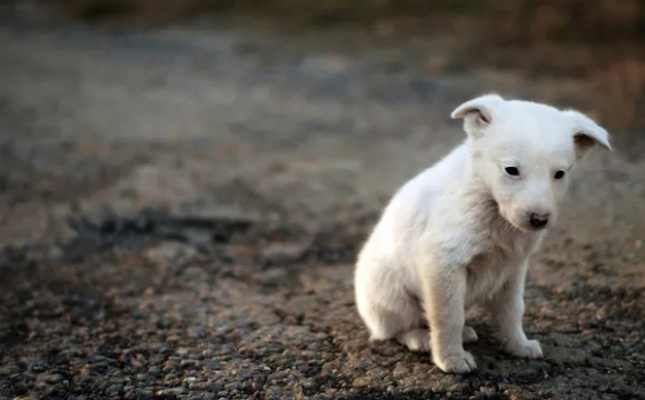 На узбіччі покинули собаку із жорстокою запискою: текст шокує