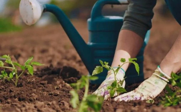 Стало відомо, що потрібно обов'язково зробити до літа на городі