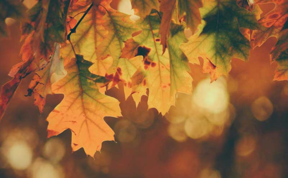 В Україні трохи потеплішає: відома дата