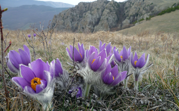 На заході України розквітла рослина, яка дарує віщі сни