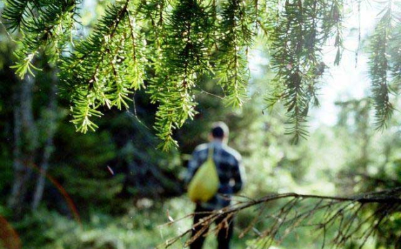 На Волині двоє людей загубилися у лісі