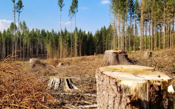 На Волині у парку невідомі масово зрізали дерева