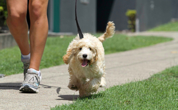 Українців можуть оштрафувати за вигул собаки?