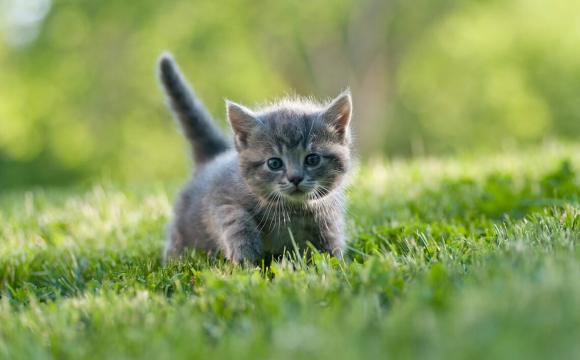 На заході України двоє підлітків жбурляли кота об стіну