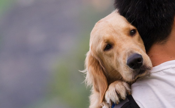 Ці чотирилапі тварини уповільнюють старіння