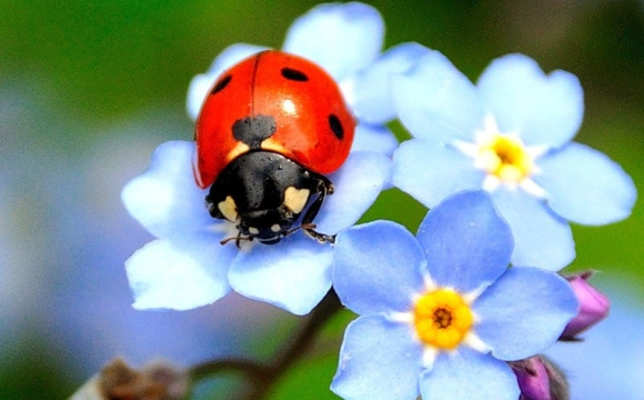 В Україні зафіксували масове нашестя комах