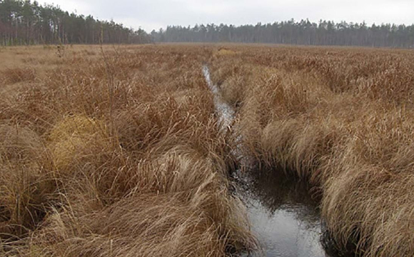 У Луцьку жінка застрягла в болоті поблизу річки
