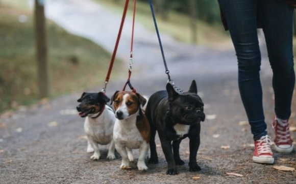В Україні власники собак можуть отримати великі штрафи