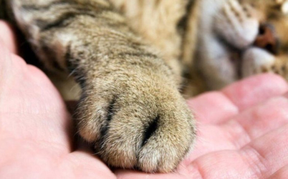 В українському місті підлітки викинули кота з третього поверху