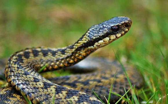 В Україні фіксують сплеск активності змій: що робити