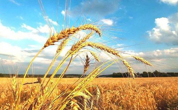 Україну накриє 37-градусна спека: назвали дату