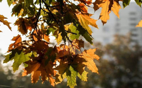 Яке свято відзначають українці 22 листопада: народні прикмети і традиції