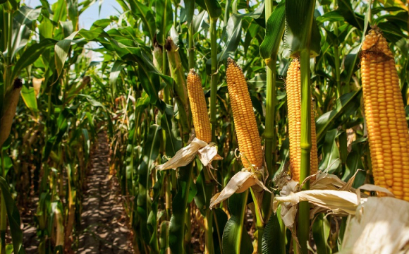 На заході України фермер жорстоко побив жінку за мішок кукурудзи