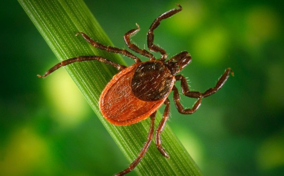 На заході України зафіксували масове нашестя кліщів