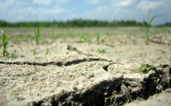 Спека в Україні може знищити врожай: названо найгірший сценарій