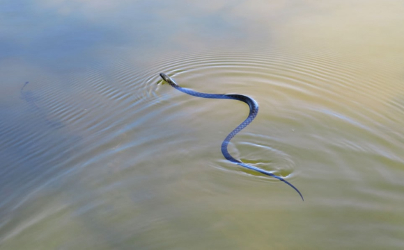 На Світязі помітили величезну змію, яка плавала біля берега