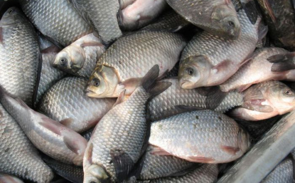 Українців закликали не купувати річкову рибу