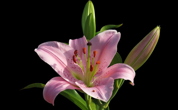 Цю рослину терміново треба винести з квартири