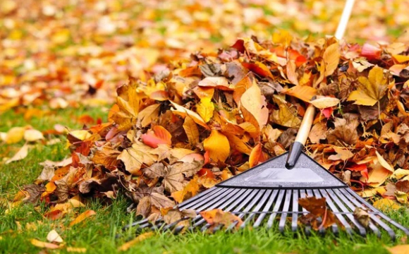 В Україні помітили небезпечного жука з обличчям чоловіка