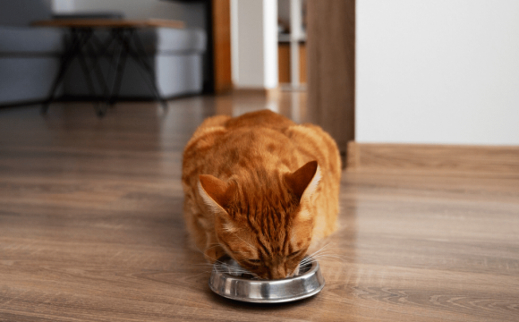 Чому варто додати вологий корм Brit Care до раціону кішки