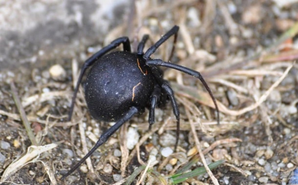 В Україні живе отруйний павук: його укус може вбити людину