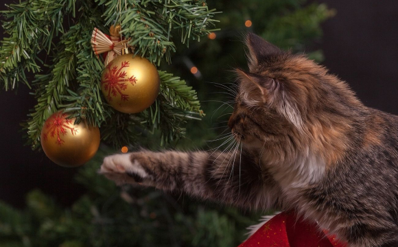 Новорічна ялинка може бути небезпечною для котів