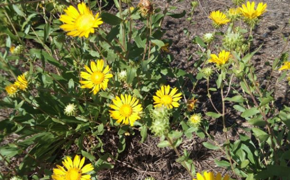 Україною стрімко поширюється небезпечна рослина