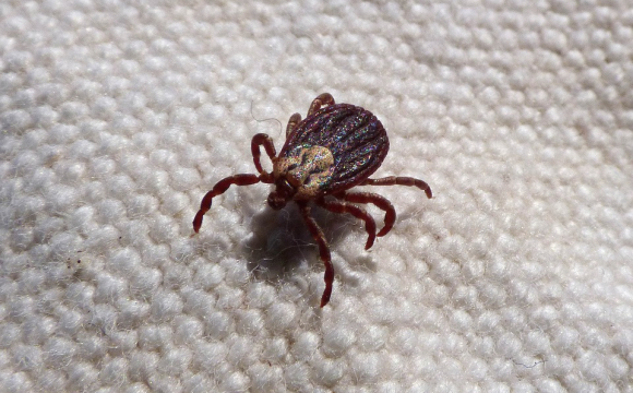 В Україні масове нашестя небезпечних для людей комах