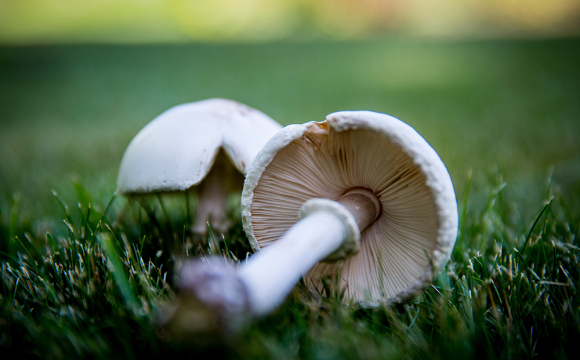 Українців попереджають про токсичні гриби