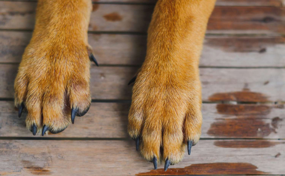 У селі собака напав на 13-річну дівчинку: дитині ампутували ногу