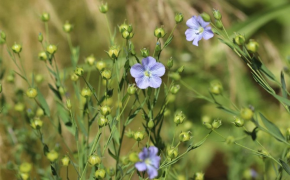 Церковне свято, народні прикмети й заборони: що варто знати українцям про 24 травня