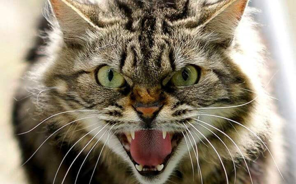 В українському місті зафіксували спалах сказу