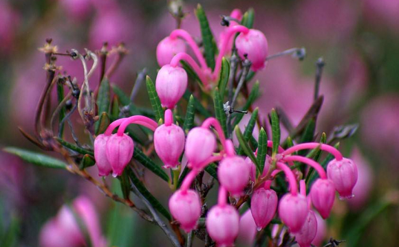 На Волині зафіксували аномальне цвітіння рослин