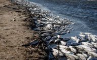 У озері на заході України масово загинула риба
