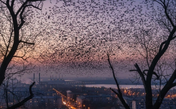 Над українськими містами помітили тисячі чорних птахів: чи варто хвилюватися