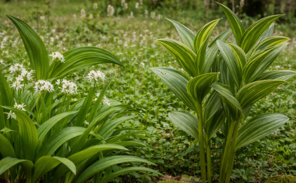 На Волині росте смертельно отруйна рослина, яка схожа на їстівну