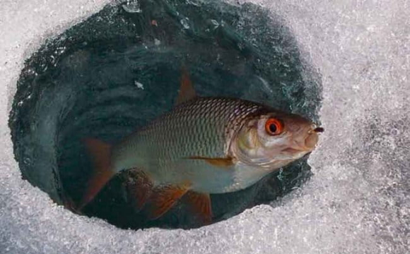 Волинян закликають прорубувати ополонки у водоймах