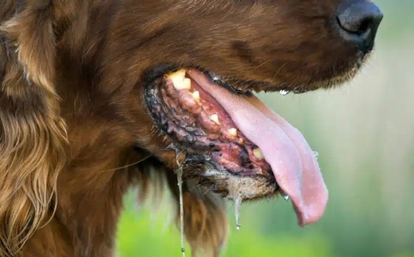 Моторошна смерть: чому бабуся померла після того, як собака облизав її ногу